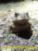 /home//u458753944/public_html/sourcegallery//////////////////////////////////Roxborough Toad Detour/2026/2026-03-11/P3111575.JPG
